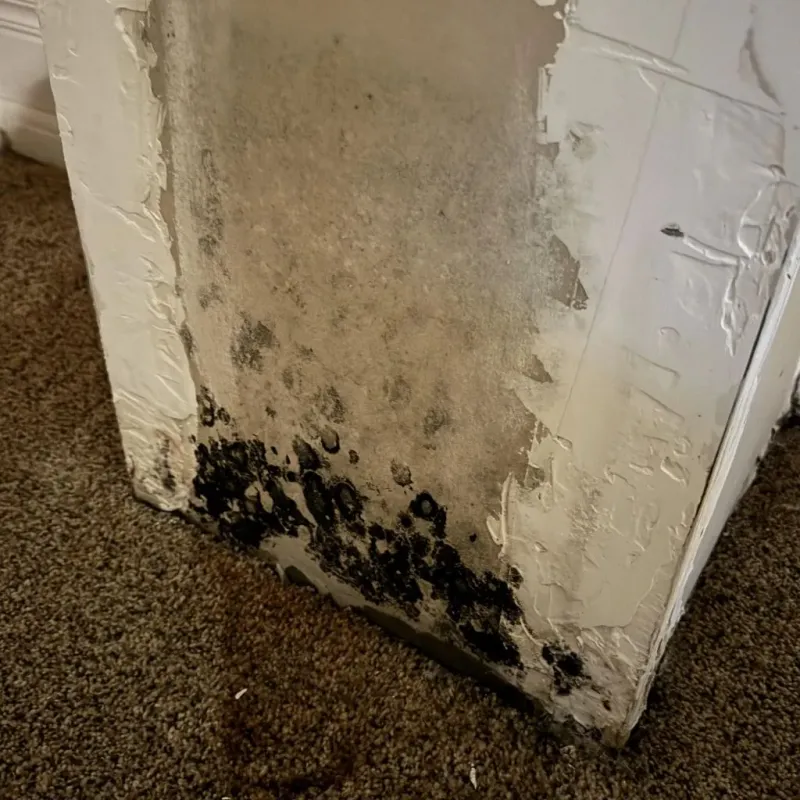 Professional Mold Removal in Powell County, KY